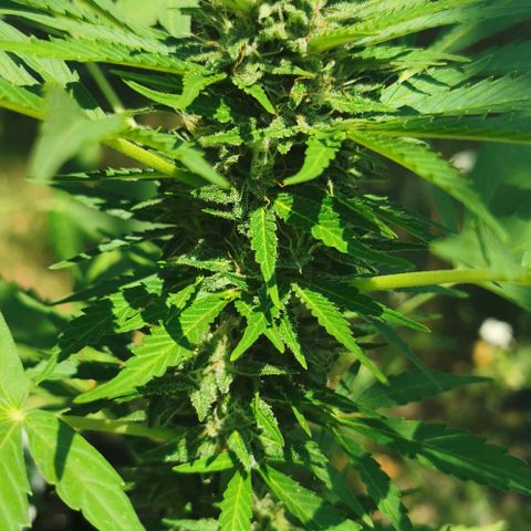 Auto Acid growlog timeline photo