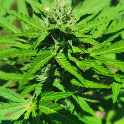 Stress Killer Automatic growlog timeline photo