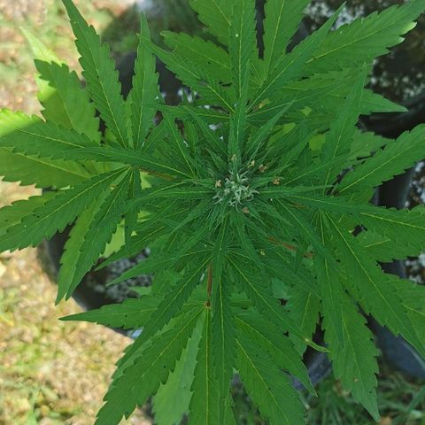 Stress Killer Automatic growlog timeline photo