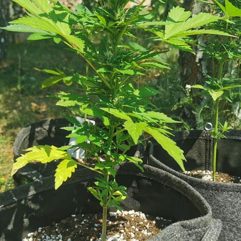 Stress Killer Automatic growlog timeline photo