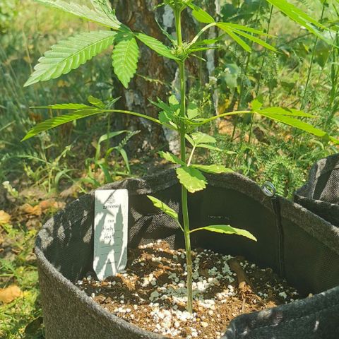 Auto Hindu Kush growlog timeline photo
