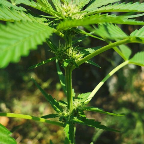 Auto Hindu Kush growlog timeline photo