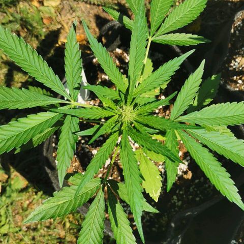 Auto Hindu Kush growlog timeline photo