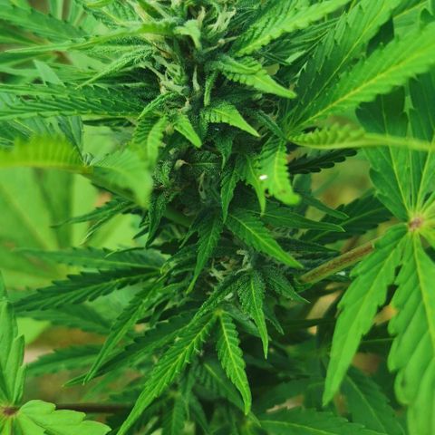 Stress Killer Automatic growlog timeline photo