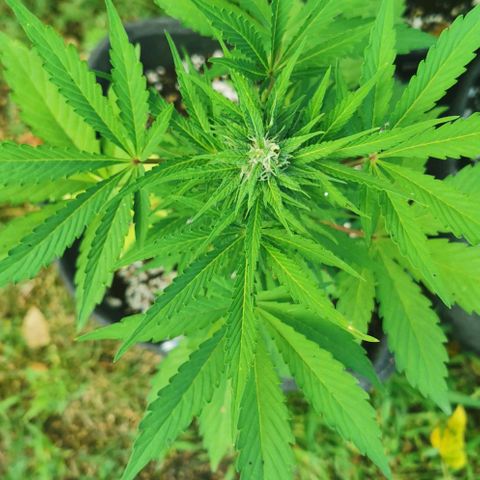 Stress Killer Automatic growlog timeline photo