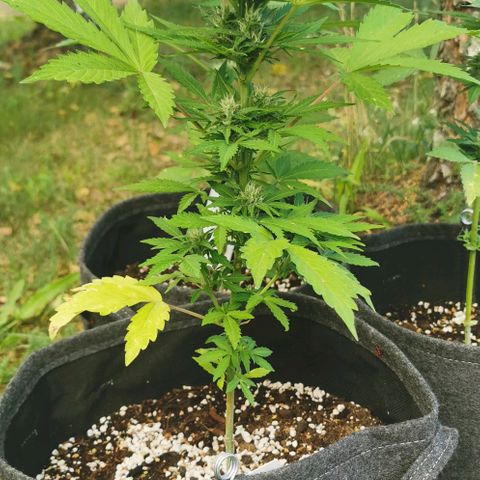 Stress Killer Automatic growlog timeline photo