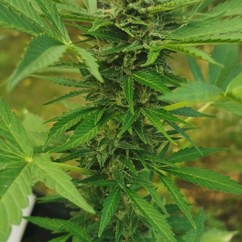 Auto Acid growlog timeline photo