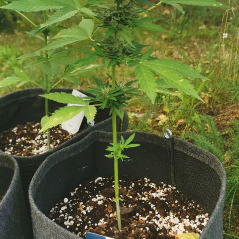 Auto Acid growlog timeline photo