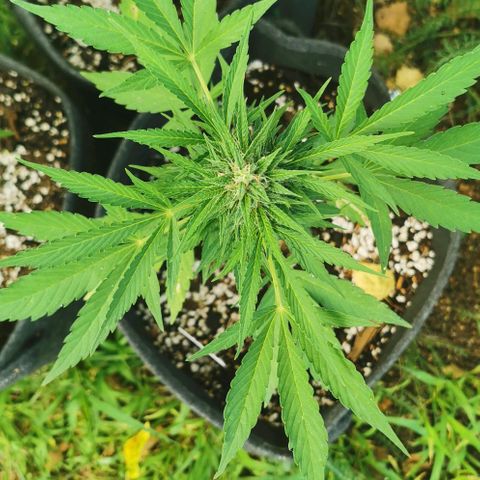 Auto Acid growlog timeline photo