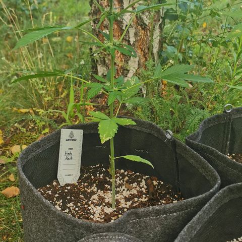 Auto Hindu Kush growlog timeline photo