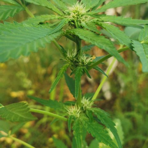 Auto Hindu Kush growlog timeline photo