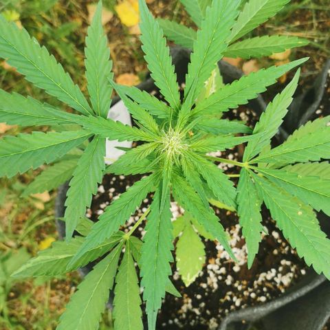 Auto Hindu Kush growlog timeline photo