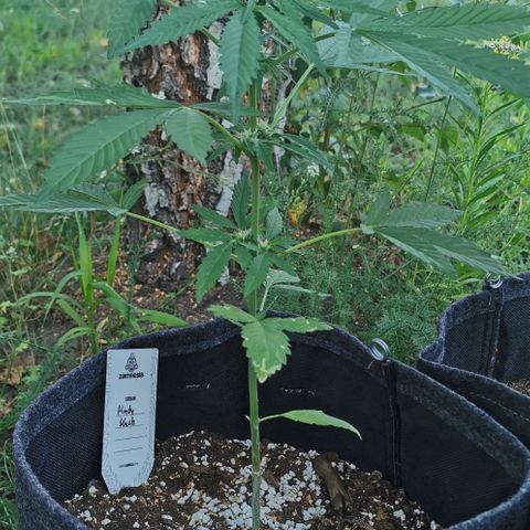 Auto Hindu Kush growlog timeline photo