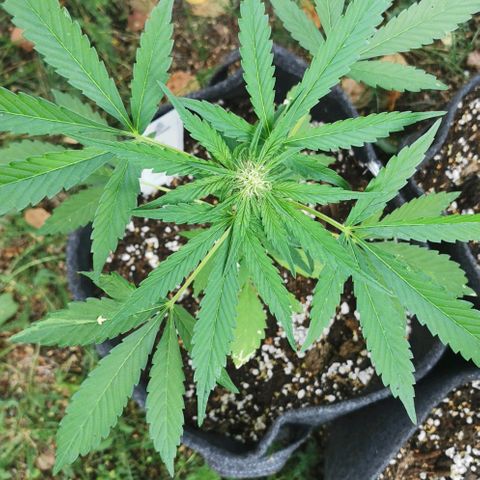 Auto Hindu Kush growlog timeline photo