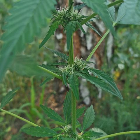 Auto Hindu Kush growlog timeline photo