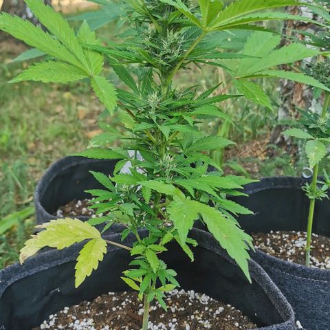 Stress Killer Automatic growlog timeline photo