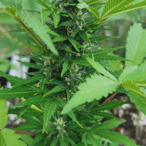 Stress Killer Automatic growlog timeline photo