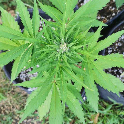 Stress Killer Automatic growlog timeline photo