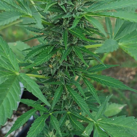 Auto Acid growlog timeline photo
