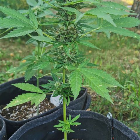 Auto Acid growlog timeline photo