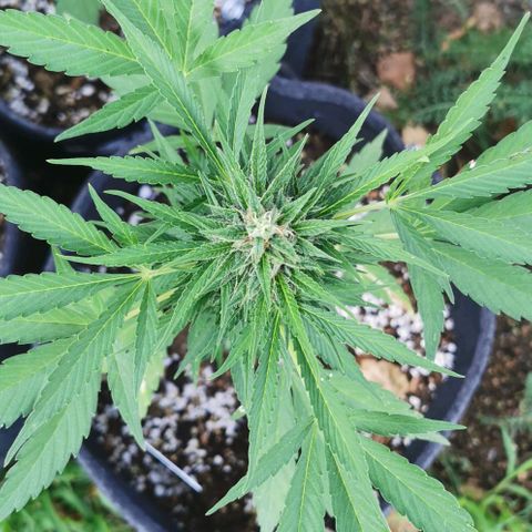 Auto Acid growlog timeline photo