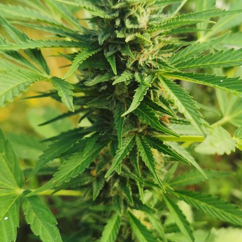 Auto Acid growlog timeline photo