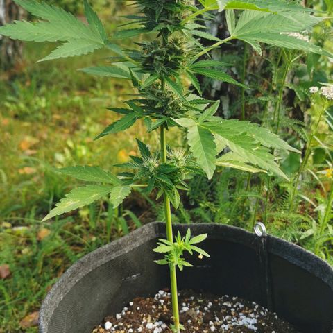 Auto Acid growlog timeline photo