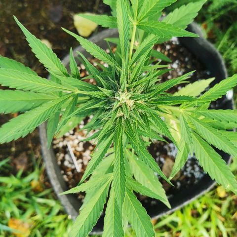Auto Acid growlog timeline photo