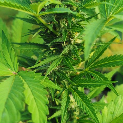 Stress Killer Automatic growlog timeline photo