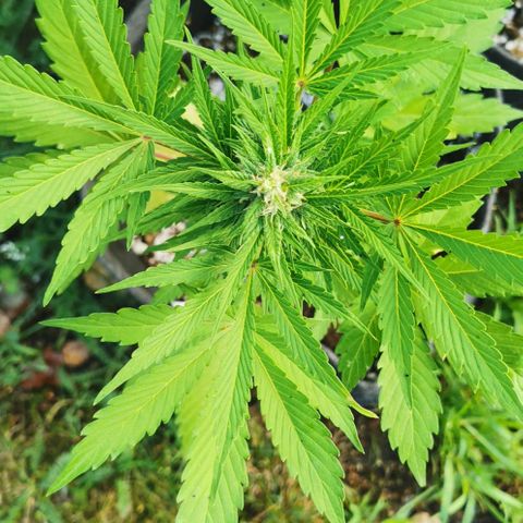 Stress Killer Automatic growlog timeline photo