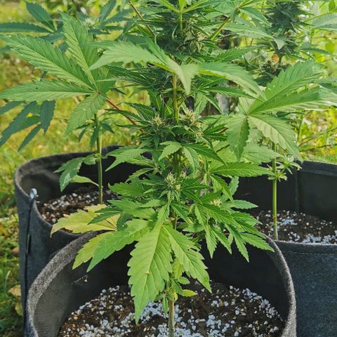 Stress Killer Automatic growlog timeline photo