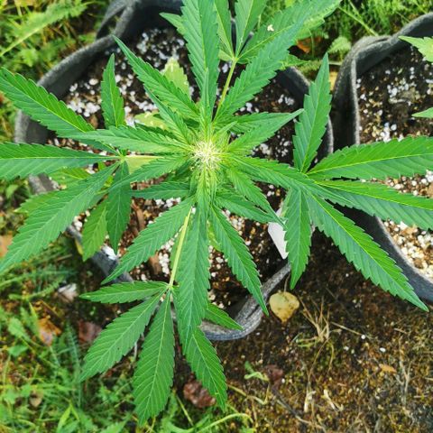 Auto Hindu Kush growlog timeline photo
