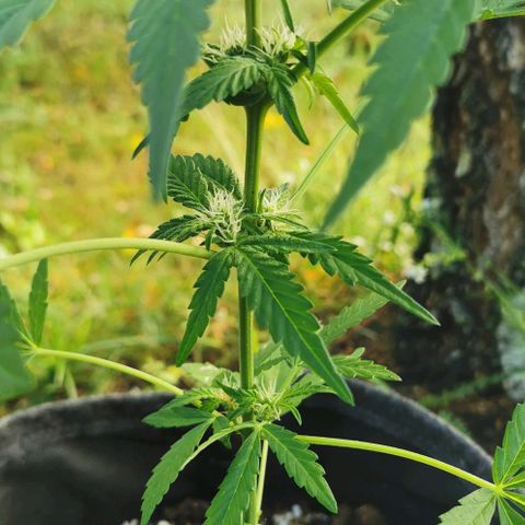 Auto Hindu Kush growlog timeline photo