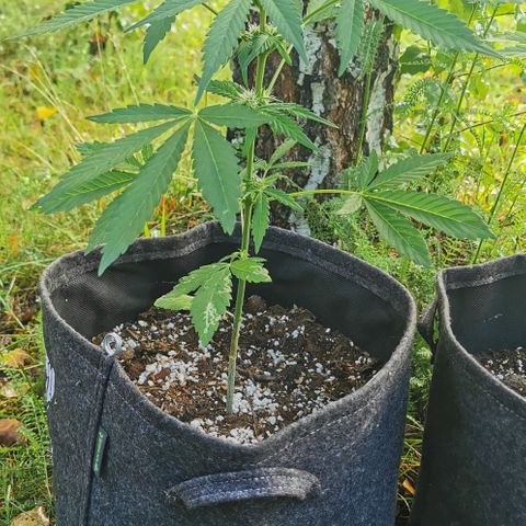 Auto Hindu Kush growlog timeline photo