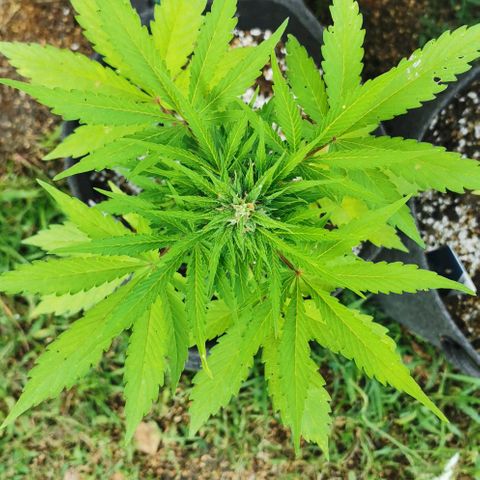 Stress Killer Automatic growlog timeline photo