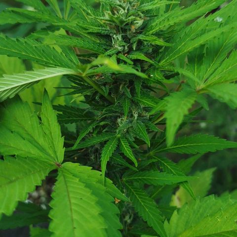 Stress Killer Automatic growlog timeline photo