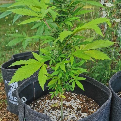 Stress Killer Automatic growlog timeline photo
