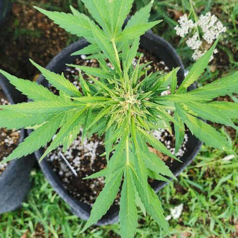Auto Acid growlog timeline photo
