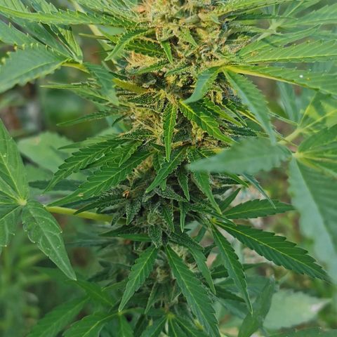 Auto Acid growlog timeline photo