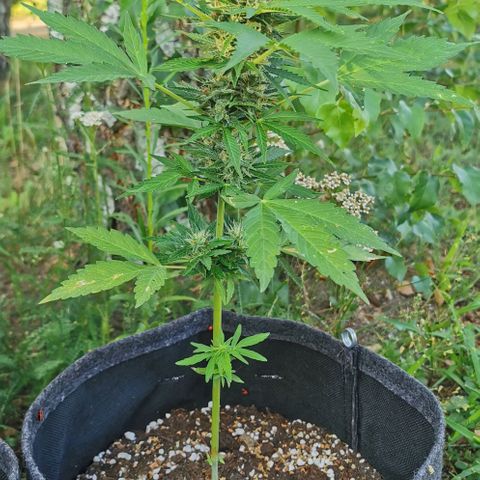 Auto Acid growlog timeline photo