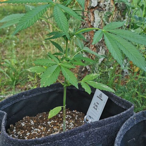 Auto Hindu Kush growlog timeline photo