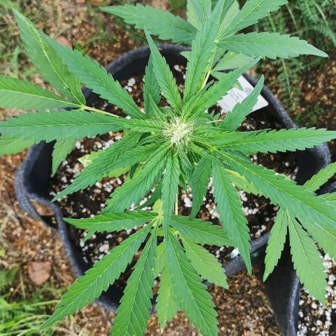 Auto Hindu Kush growlog timeline photo