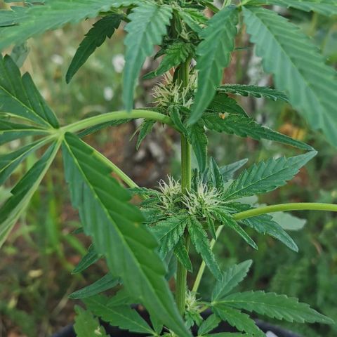 Auto Hindu Kush growlog timeline photo