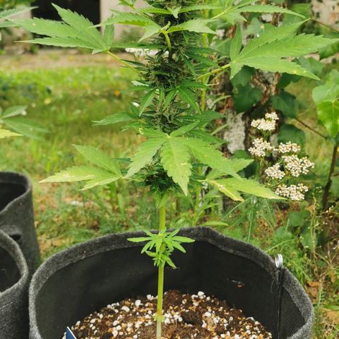 Auto Acid growlog timeline photo
