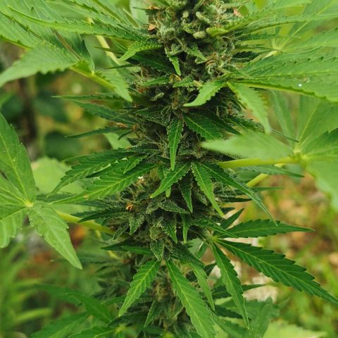 Auto Acid growlog timeline photo