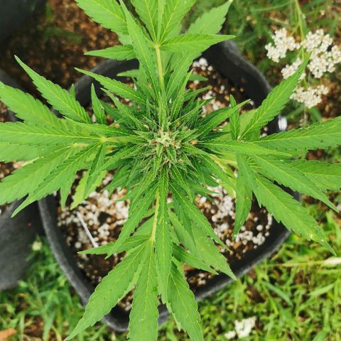Auto Acid growlog timeline photo