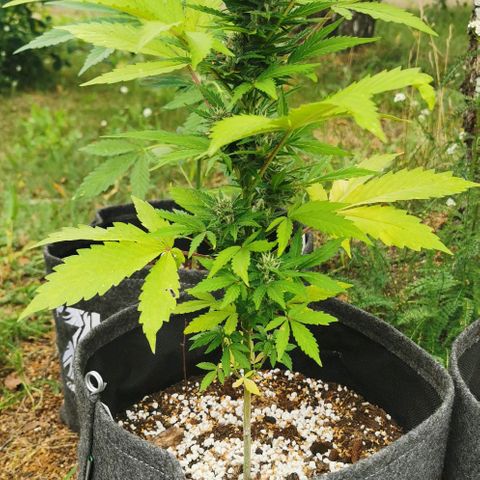 Stress Killer Automatic growlog timeline photo