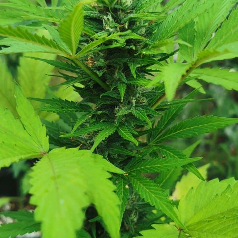 Stress Killer Automatic growlog timeline photo