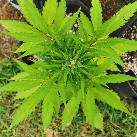 Stress Killer Automatic growlog timeline photo