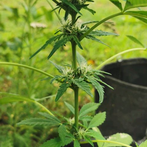 Auto Hindu Kush growlog timeline photo